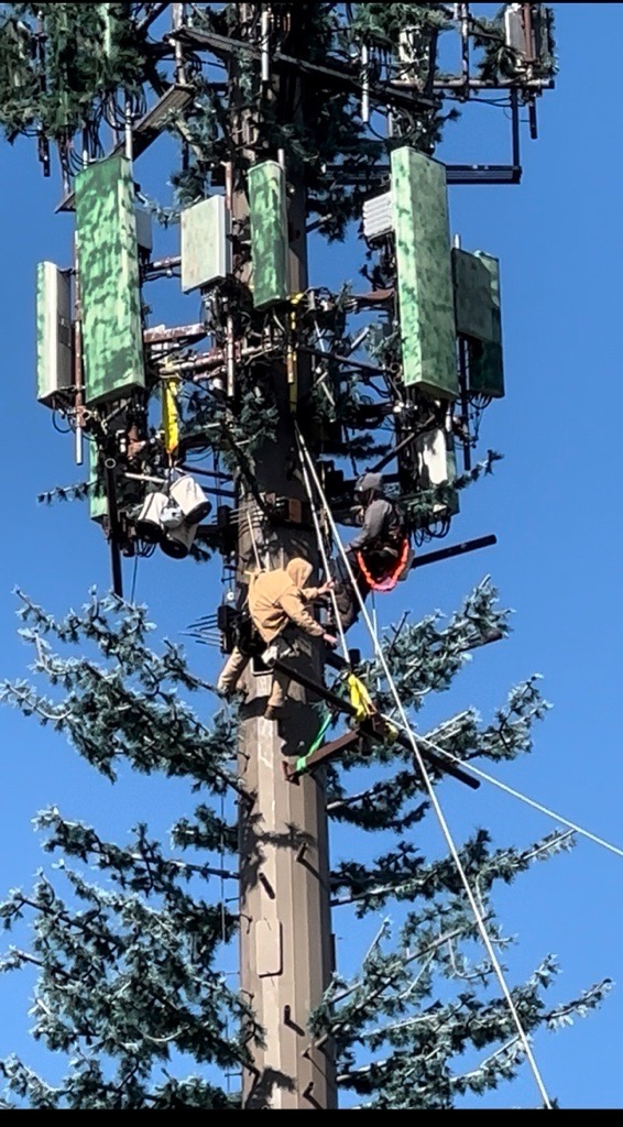 Climbers working on a monopine tower